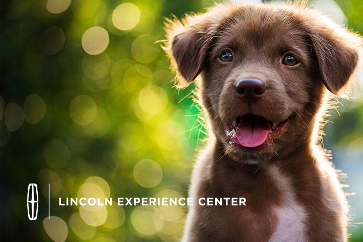 lincoln - national dog day 8.26.23