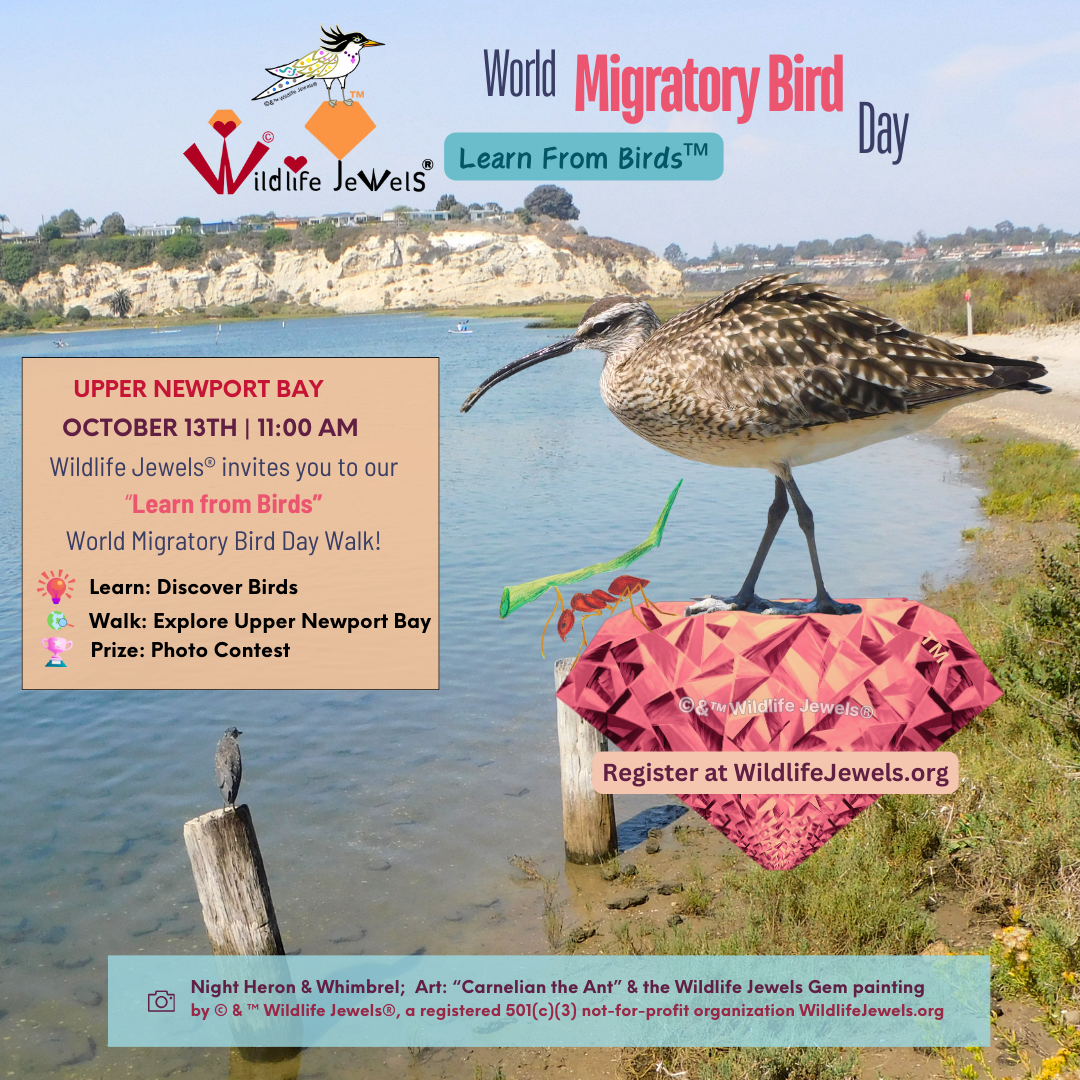 Educational Bird Walk - Wildlife Jewels