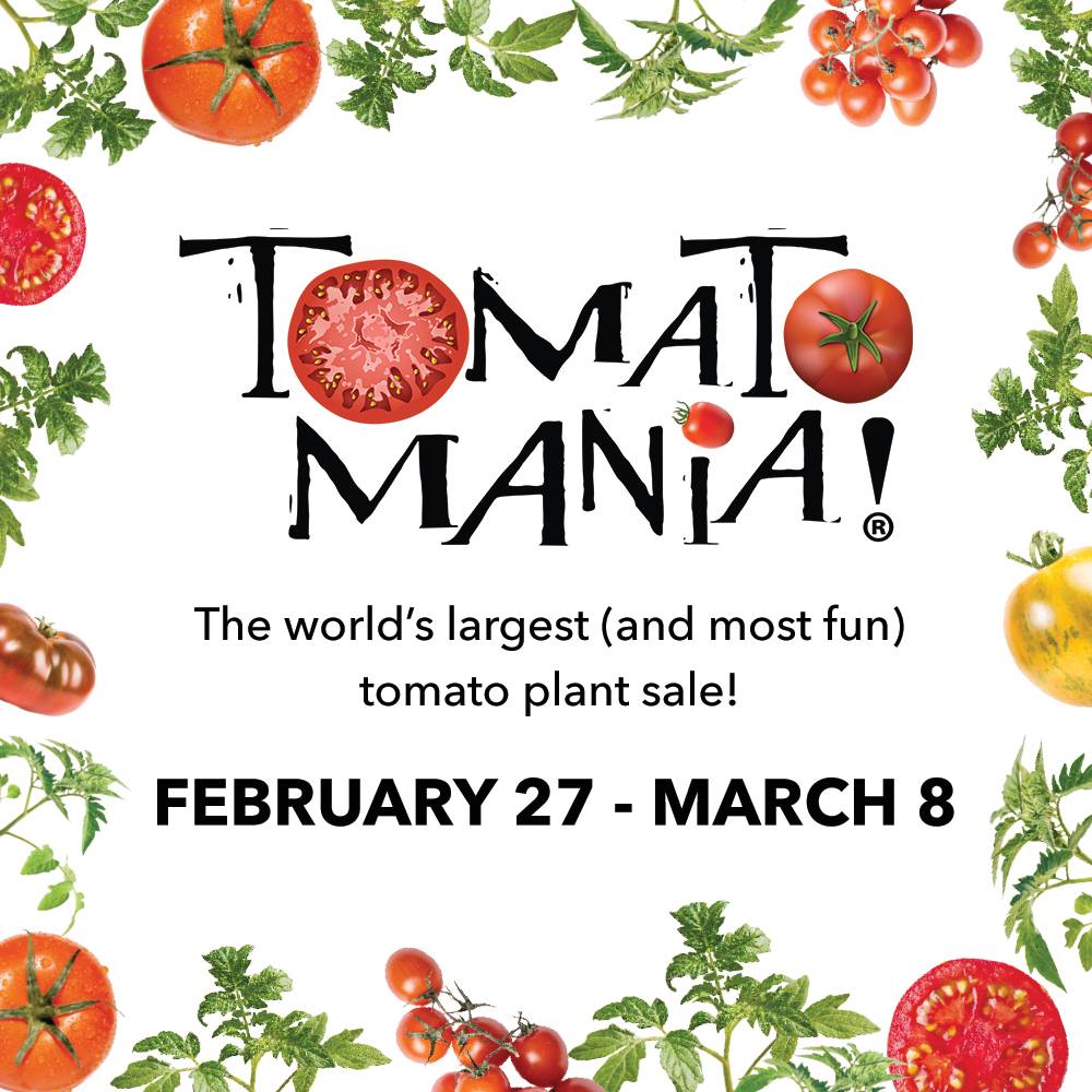 TOMANTOMANIA! at Roger's Gardens