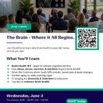 The Brain - Where It All Begins