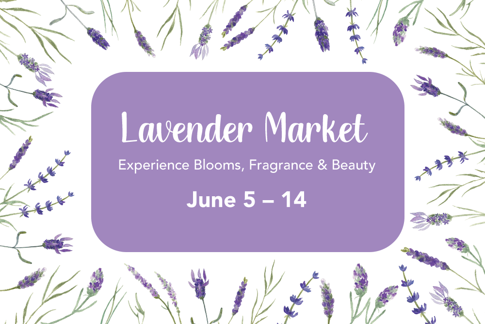lavender rectangle