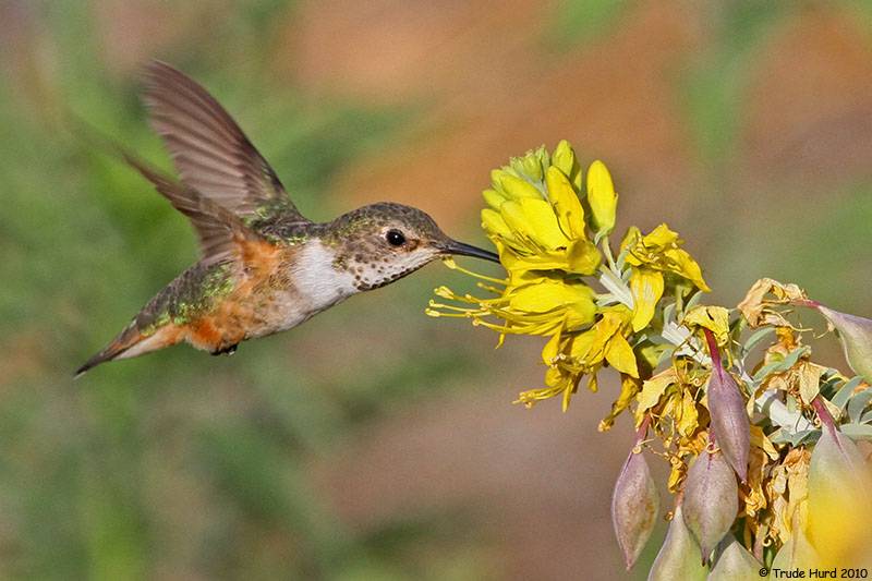Allen's Hummingbird at bladderpod IMG_3306 r (1)