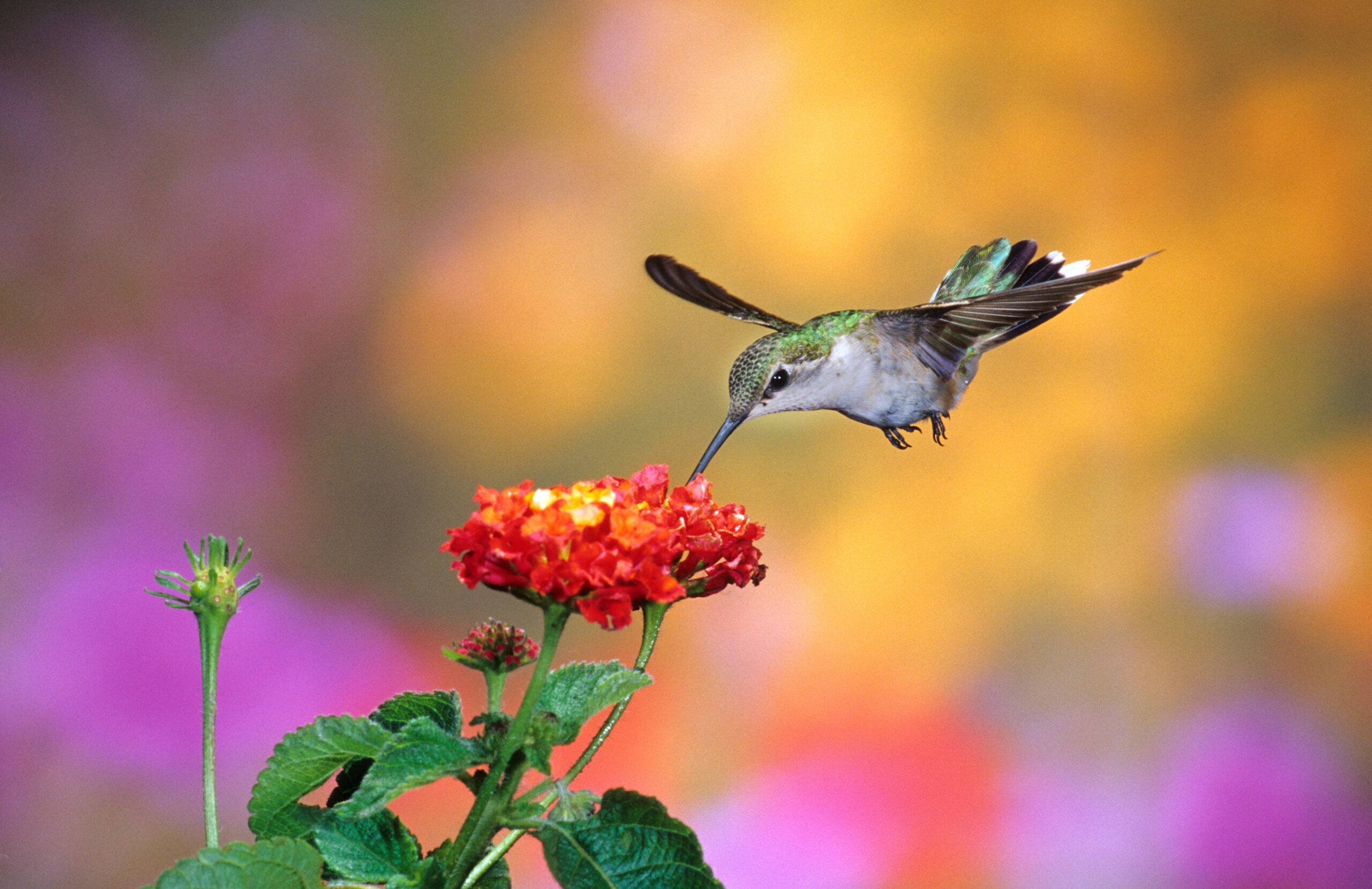 01162-079.07 Ruby-throated Hummingbird (Archilochus colubris) female at Dallas Red Lantana (Lantana camara) Shelby Co. IL